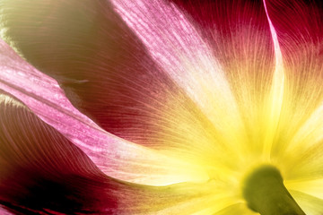 Obrazy na Szkle  Fioletowy tulipan z żółtym makro zbliżenie rdzenia. Płatki tulipanów fioletowy i żółty rdzeń makro w słońcu tekstury tła makro.