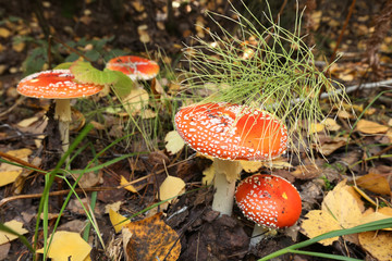 mushroom in the forest