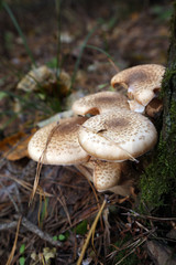 mushroom in the forest