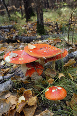 mushroom in the forest