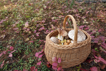 Fototapeta na wymiar Mushrooms in a basket