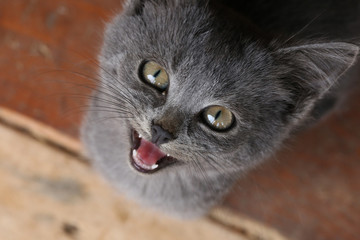 portrait of a cute kitten