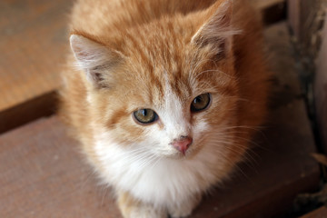 Fototapeta na wymiar portrait of a cute kitten
