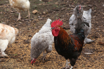 hens in a backyard
