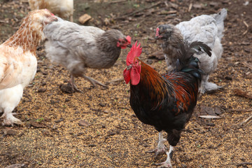 hens in a backyard