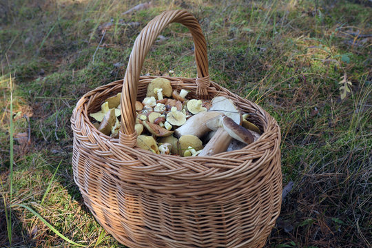 Mushrooms in a basket