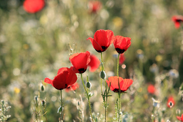 Poppy flowers field, close-up early in the morning