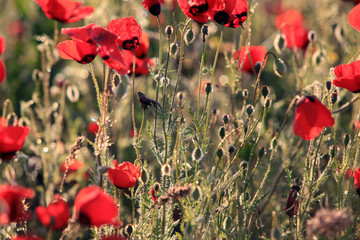 Poppy flowers field, close-up early in the morning