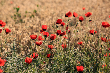 Poppy flowers field, close-up early in the morning