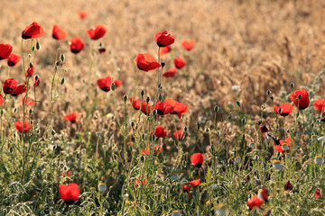 Fototapeta premium Poppy flowers field, close-up early in the morning