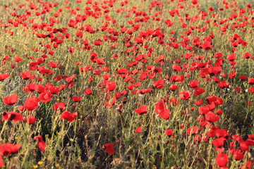 Poppy flowers field, close-up early in the morning