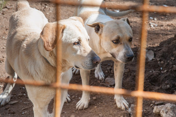 Inside a dog refuge