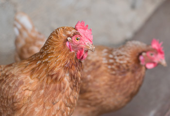 brown chicken
