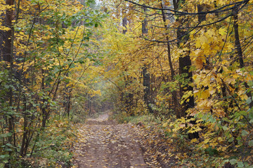 Golden autumn