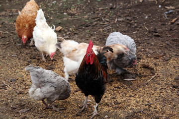 hens in a backyard