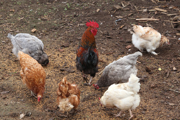 hens in a backyard