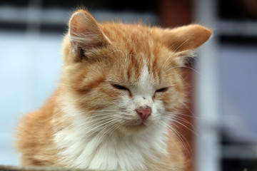 portrait of a cute kitten