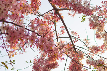 Pink shower, Wishing tree, horse Cassia Thailand beautiful 