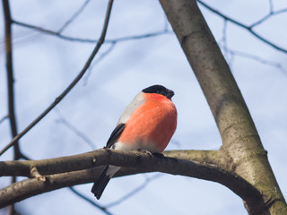 Red-colored Male of Eurasian Bullfinch, Pyrrhula pyrrhula, close-up portrait on branch with bokeh background, selective focus, shallow DOF