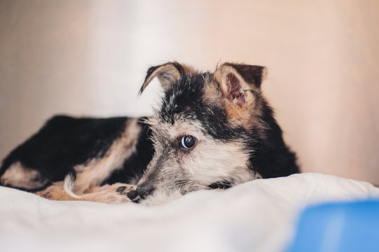 Scared homeless puppy in a veterinary clinic