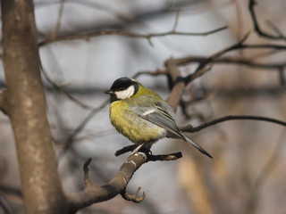 Naklejka premium Great tit, Parus Major, close-up portrait on branch with bokeh background, selective focus, shallow DOF