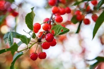 natural summer background, blurred image, shallow depth of field. selective focus