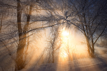 Fototapeta premium the sun's rays through the branches of trees covered with hoarfrost