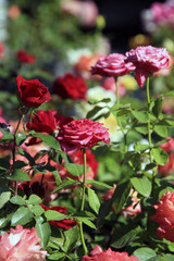 background blooming roses