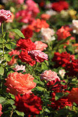 background blooming roses