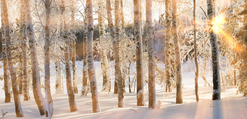 Fototapeta premium winter landscape