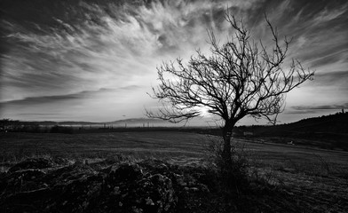 Black and white landscape of a tree on sunset with clouds in the sky and mountains on the background.