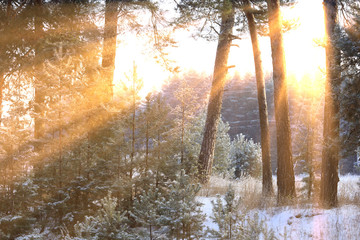 Naklejka premium winter sunny morning in a pine forest