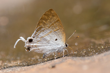 beautiful  butterfly