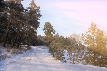 winter sunny morning in a pine forest