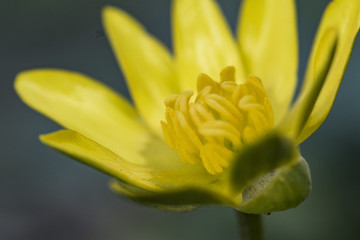 Particolare di un fiore