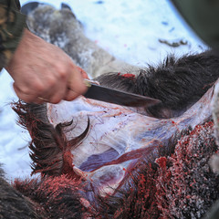 butchering moose hunting