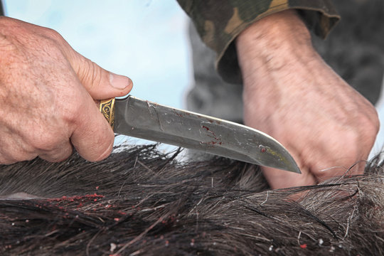 butchering moose hunting