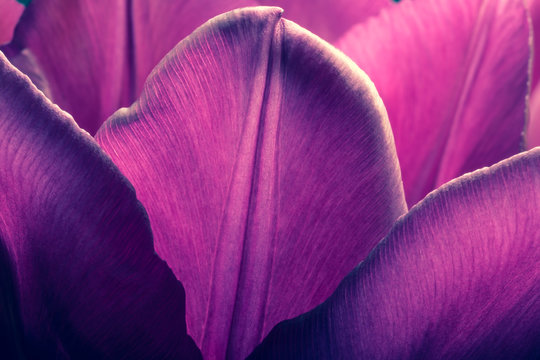 Purple tulips closeup macro. Petals of purple tulips close-up macro background texture. Old retro vintage style photo.