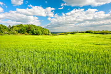 Landschaft im Frühling, Feld mit Gerste, frisches Grün