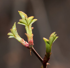 Young leaves on a branch