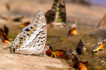 beautiful  butterfly