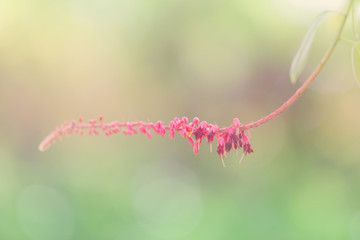 Bush of small pink flowers with green leaves, selective focus