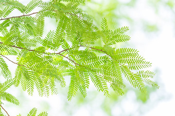 green leaves and branches