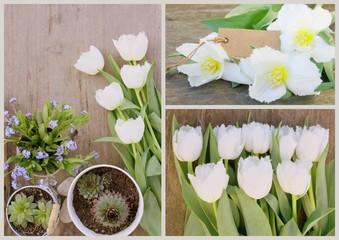 composition de printemps,tulipes blanches et myosotis