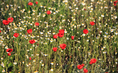Poppy flowers field, close-up early in the morning