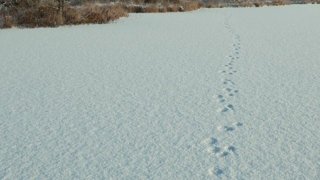Dog traces on the snow. Clean and frosty daytime. Smooth dolly shot