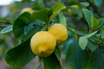 Mogna citroner på gren