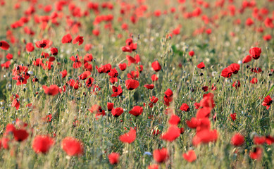 Poppy flowers field, close-up early in the morning