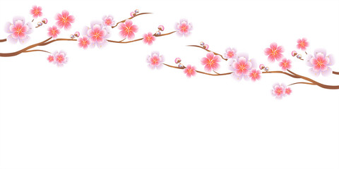 Obraz na płótnie Canvas Branches of Sakura isolated on white background. Apple-tree flowers. Cherry blossom. Vector 