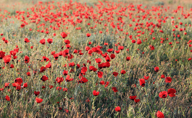 Poppy flowers field, close-up early in the morning